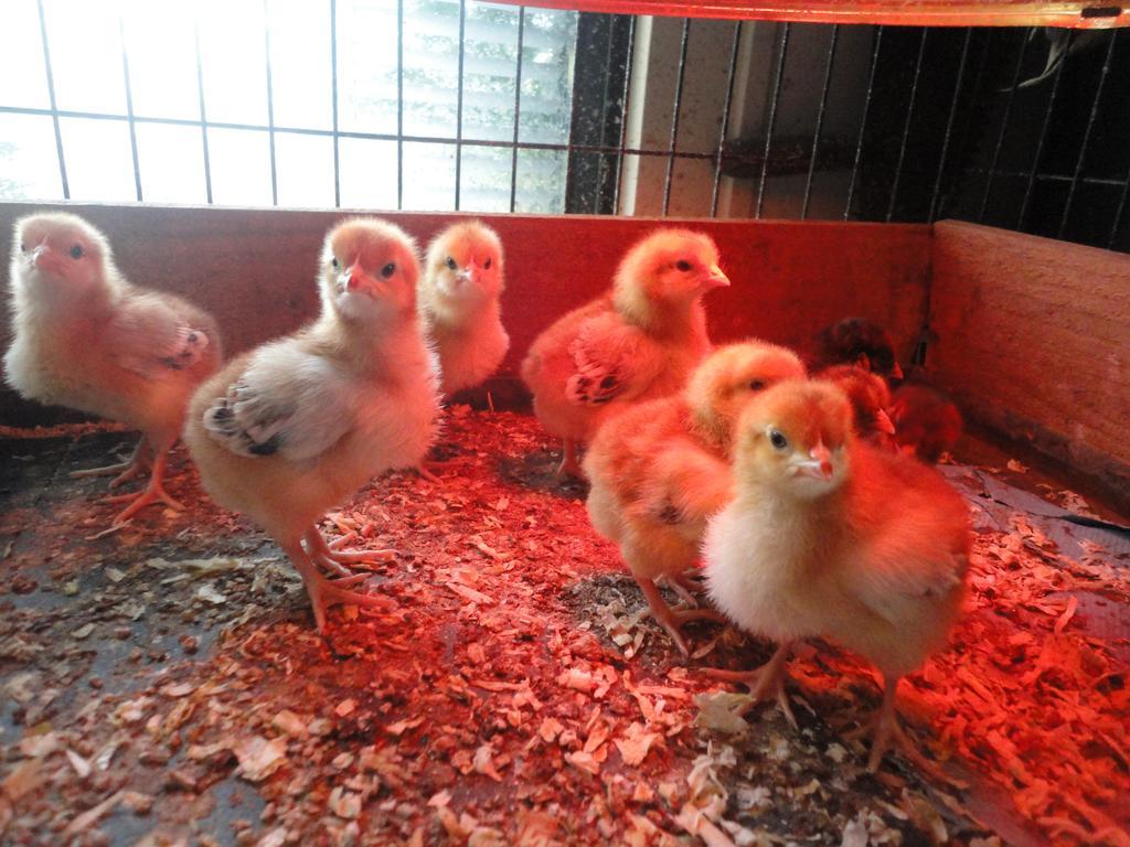 Willow Court Farm The Lodge & Petting Farm, 8 Mins From Legoland & Windsor, 15 Mins From Lapland Uk Екстериор снимка