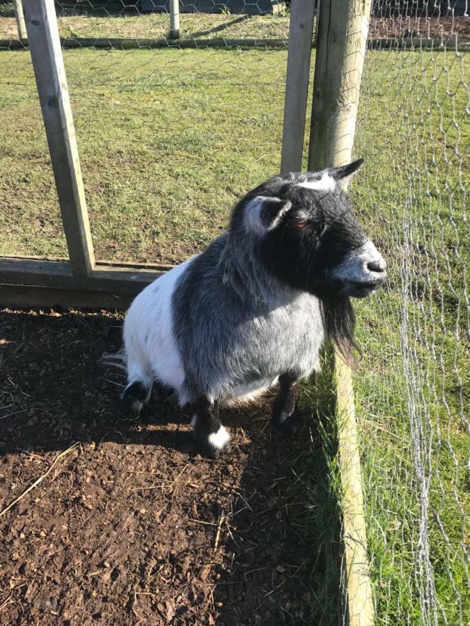Willow Court Farm The Lodge & Petting Farm, 8 Mins From Legoland & Windsor, 15 Mins From Lapland Uk Екстериор снимка