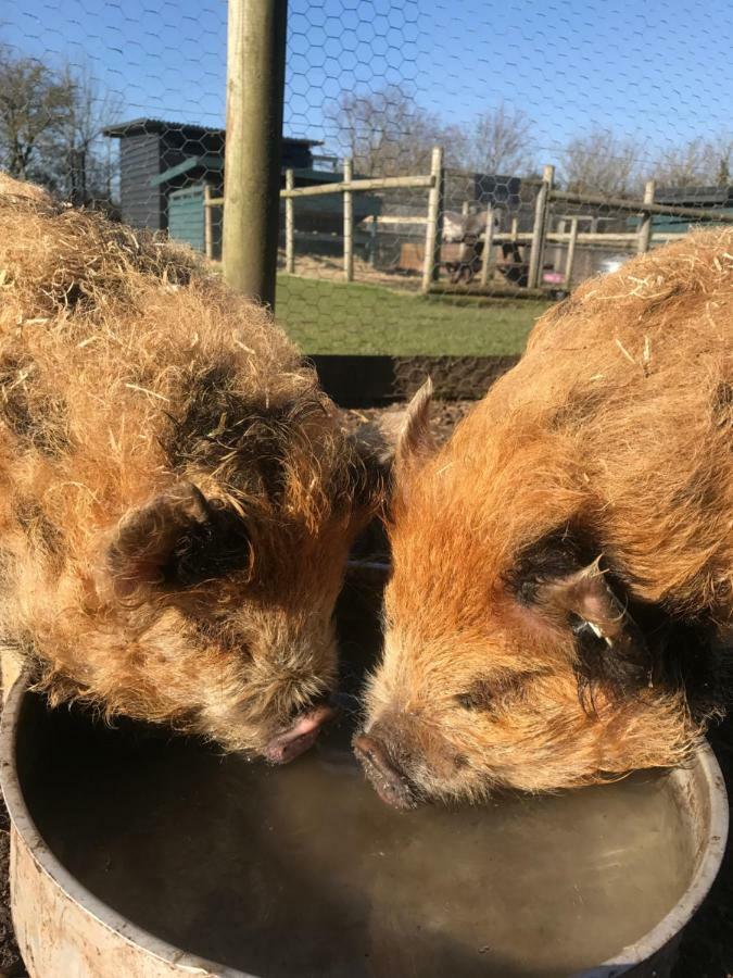 Willow Court Farm The Lodge & Petting Farm, 8 Mins From Legoland & Windsor, 15 Mins From Lapland Uk Екстериор снимка