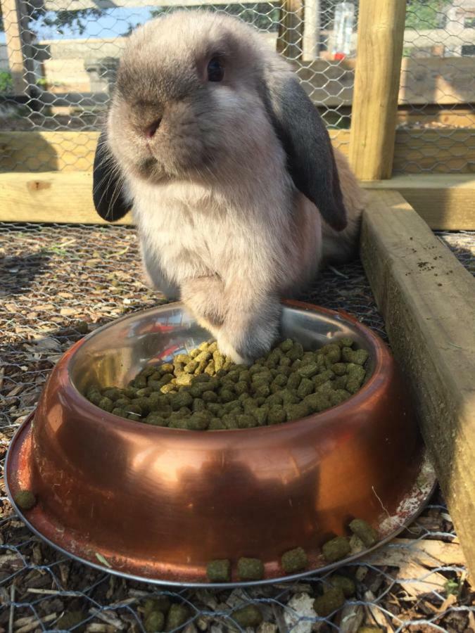 Willow Court Farm The Lodge & Petting Farm, 8 Mins From Legoland & Windsor, 15 Mins From Lapland Uk Екстериор снимка
