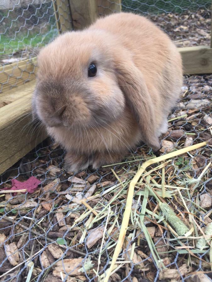 Willow Court Farm The Lodge & Petting Farm, 8 Mins From Legoland & Windsor, 15 Mins From Lapland Uk Екстериор снимка